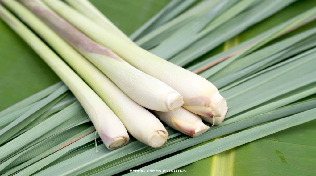 Lemongrass